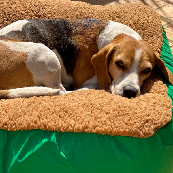 Camas Pet Friends - Imagen 3